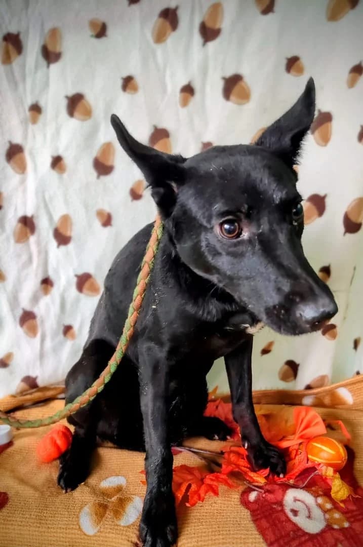 Lilly, Negru female 5yo Mixed Breed for adoption at ASPA București — Catalog Câini