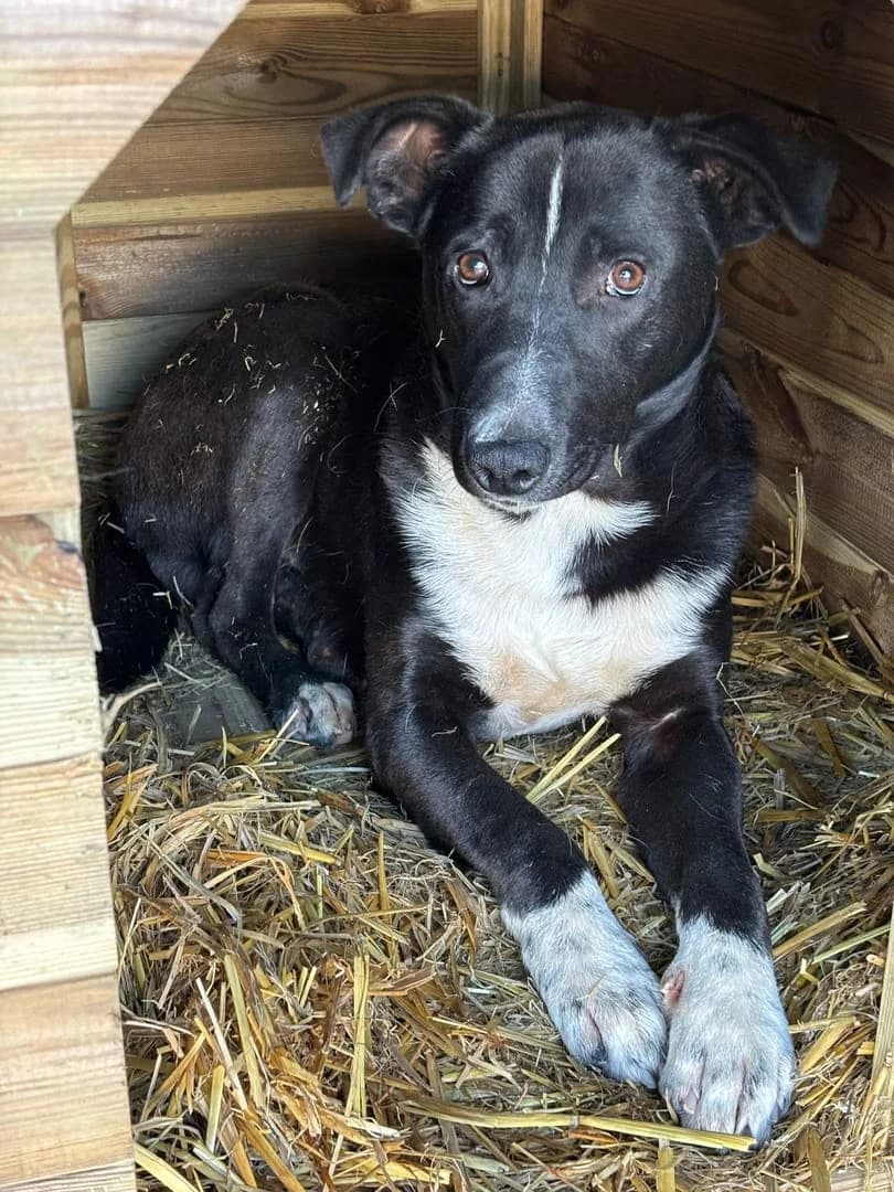 Ranger, Negru male 5yo Mixed Breed for adoption at ASPA București — Catalog Câini