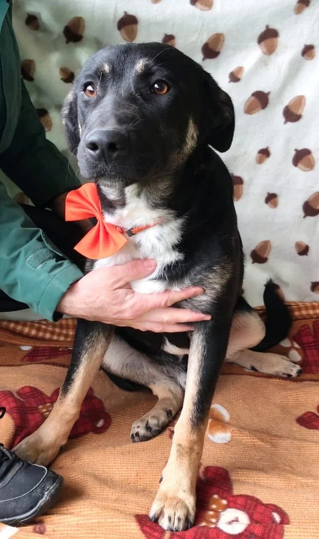 Piper, Negru male 3yo Mixed Breed for adoption at ASPA București — Catalog Câini