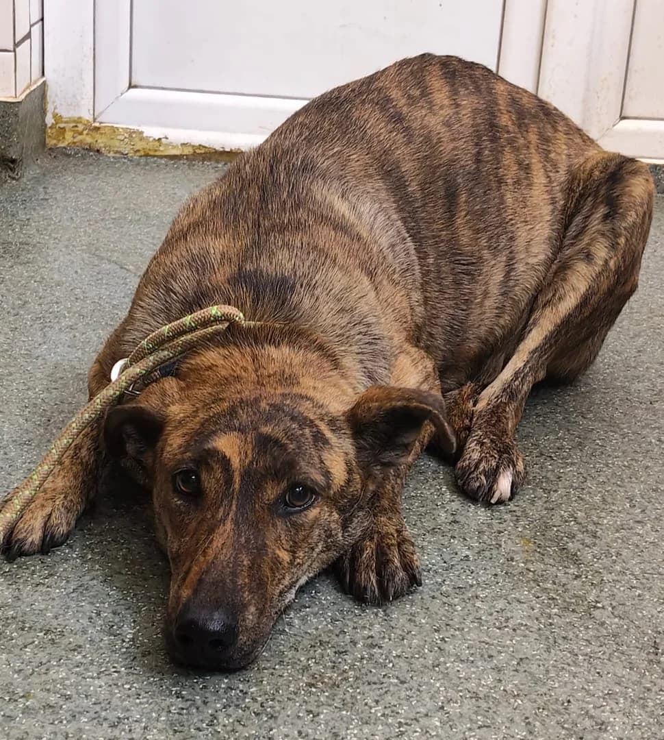 Zoe, Maro female young Mixed Breed for adoption at ASPA București — Catalog Câini