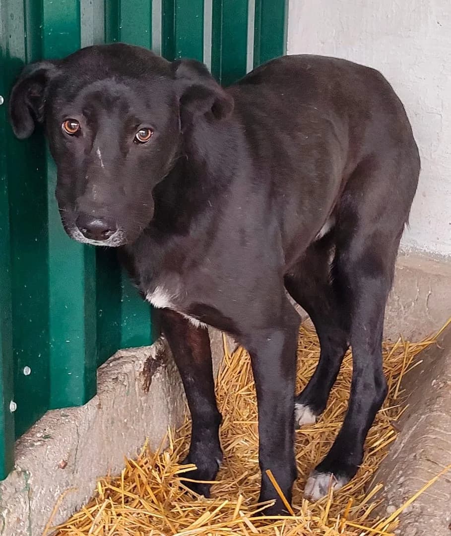 Harley, Negru male 5yo Mixed Breed for adoption at ASPA București — Catalog Câini