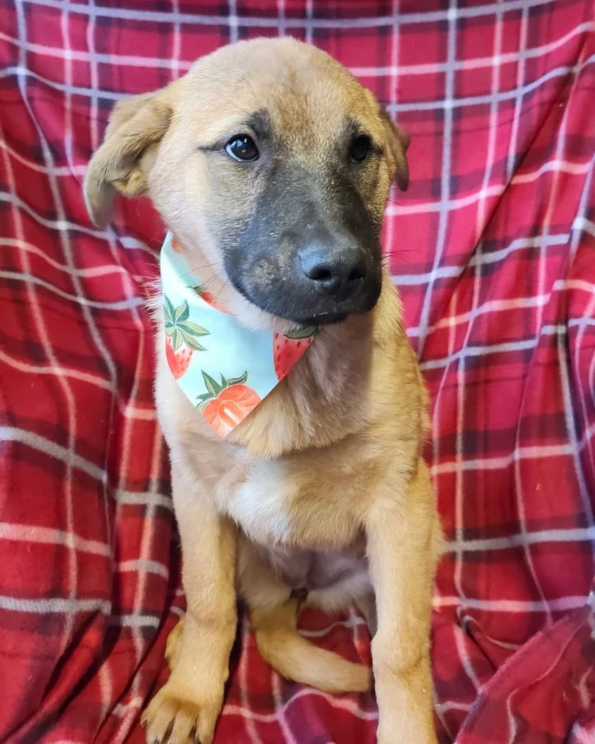 Athena, Maro female puppy Mixed Breed for adoption at ASPA București — Catalog Câini