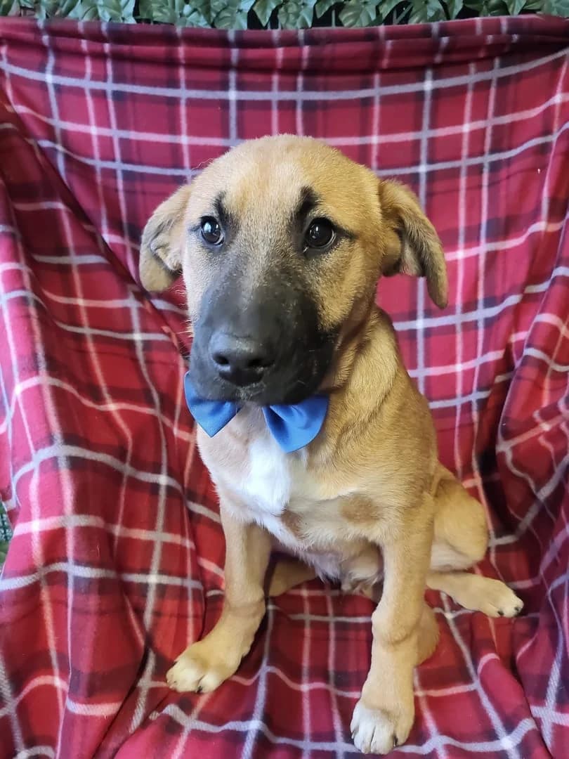 Knox, Maro male puppy Mixed Breed for adoption at ASPA București — Catalog Câini