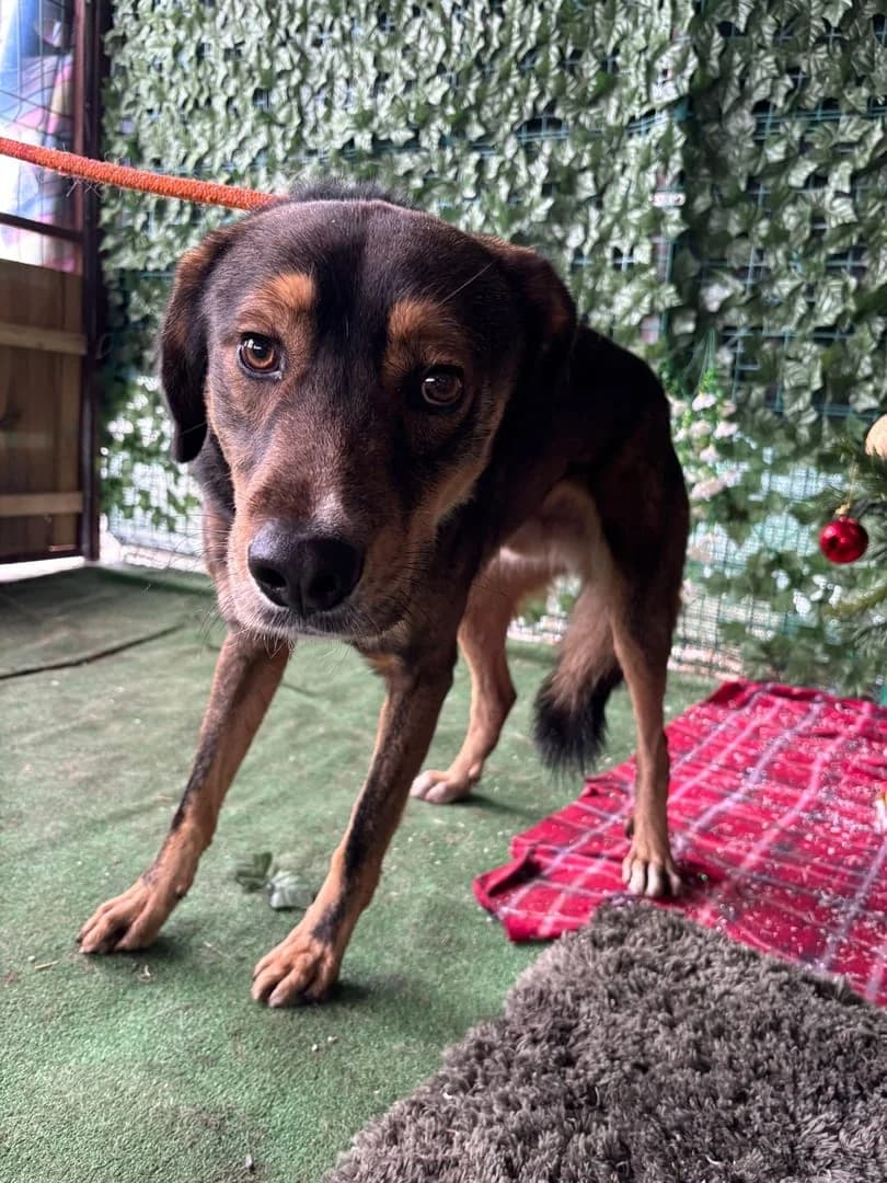 Thor, Negru male 4yo Mixed Breed for adoption at ASPA București — Catalog Câini
