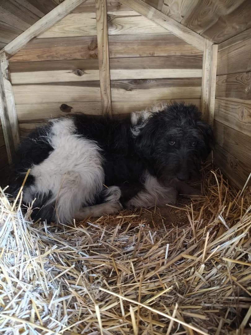 Luna, Alb female 4yo Mixed Breed for adoption at ASPA București — Catalog Câini