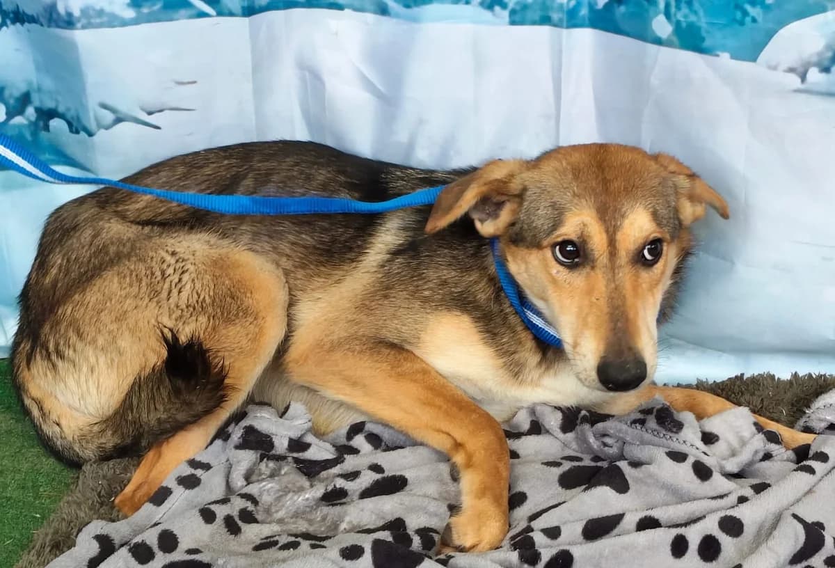 Bella, Maro female 3yo Mixed Breed for adoption at ASPA București — Catalog Câini