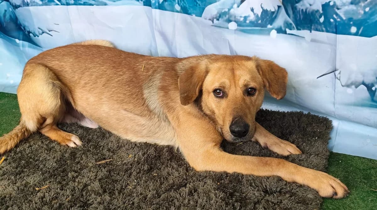 Ryder, Roșcat male 3yo Mixed Breed for adoption at ASPA București — Catalog Câini