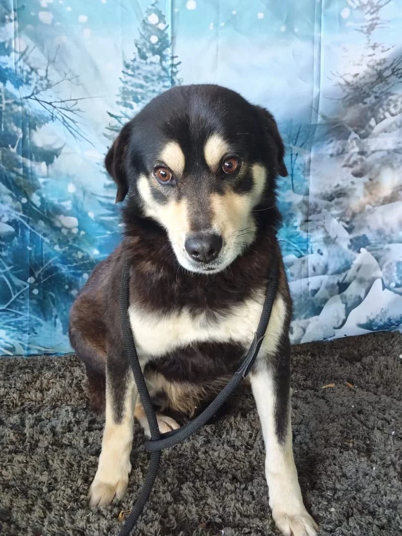 Bandit, Negru male 3yo Mixed Breed for adoption at ASPA București — Catalog Câini