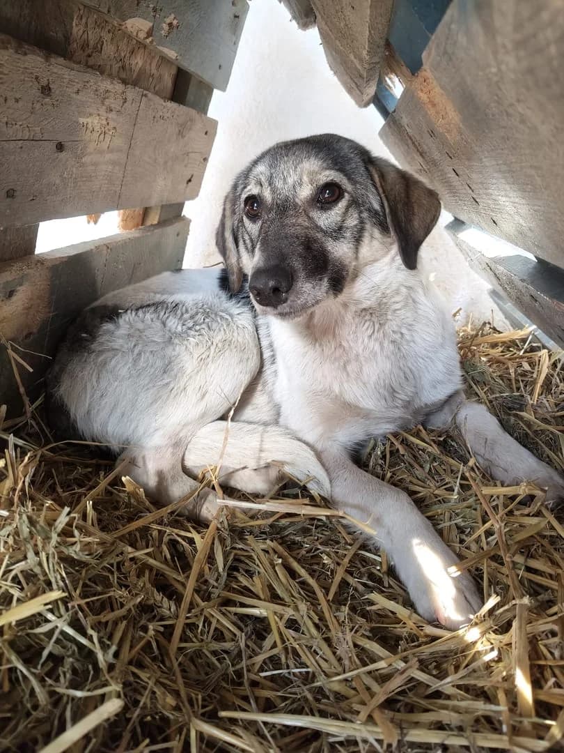 Bianca, Alb female young Mixed Breed for adoption at ASPA București — Catalog Câini