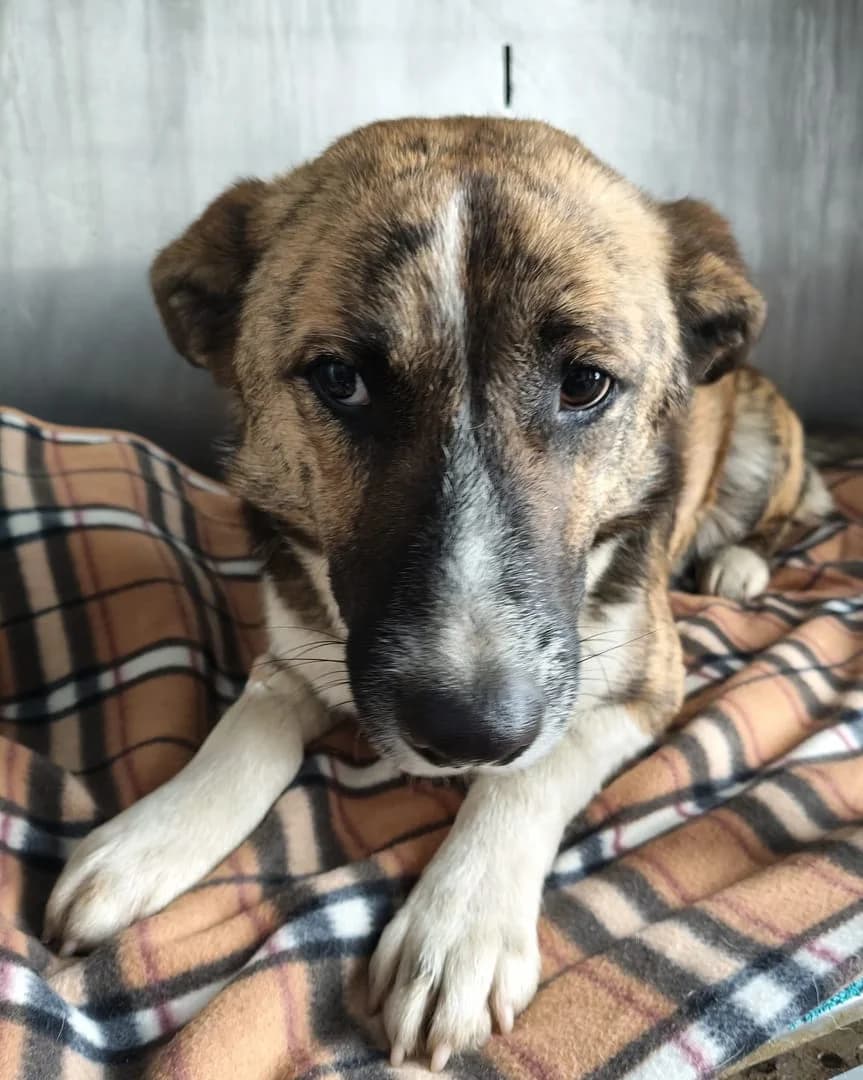 Nash, Maro male 4yo Mixed Breed for adoption at ASPA București — Catalog Câini