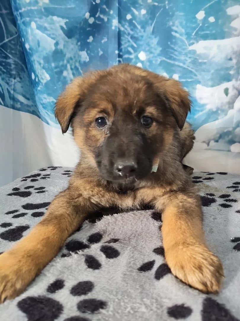 Stella, Negru female puppy Mixed Breed for adoption at ASPA București — Catalog Câini