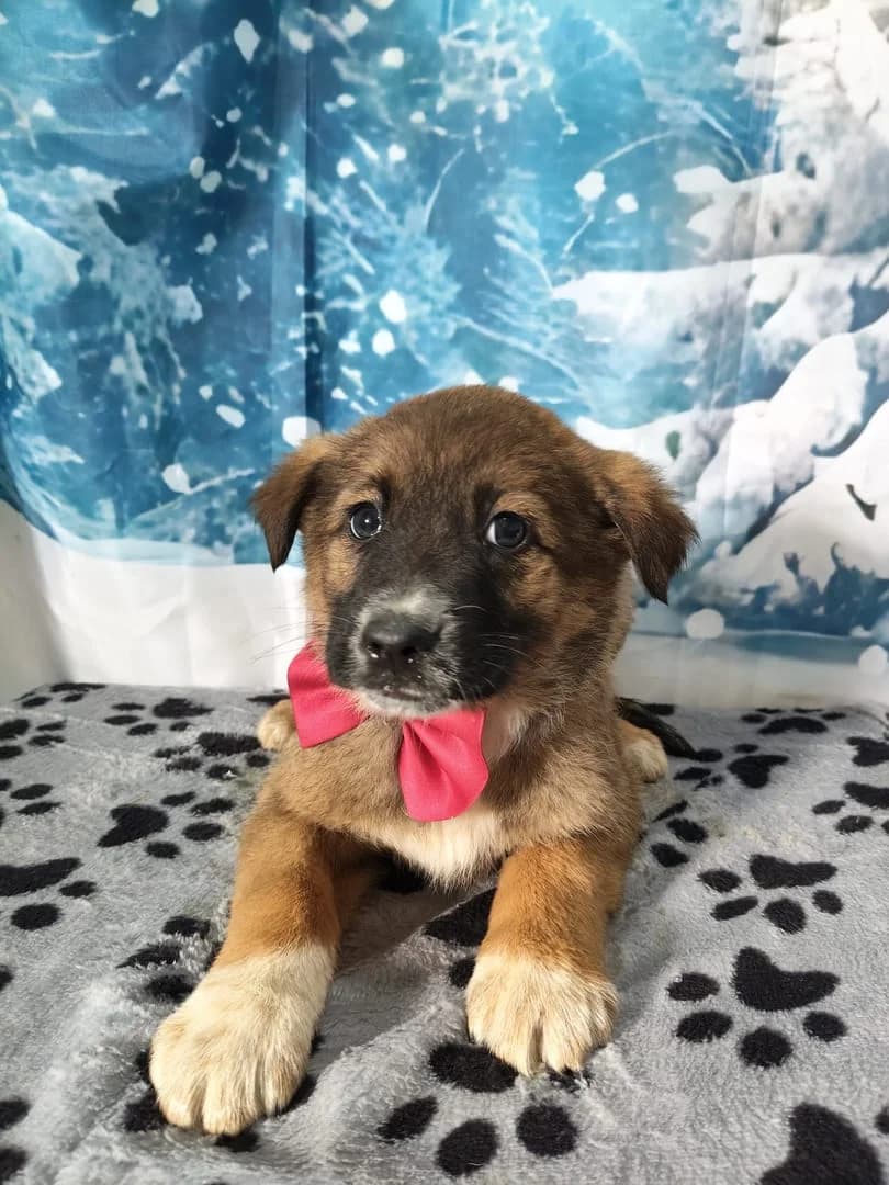 Grace, Maro female puppy Mixed Breed for adoption at ASPA București — Catalog Câini