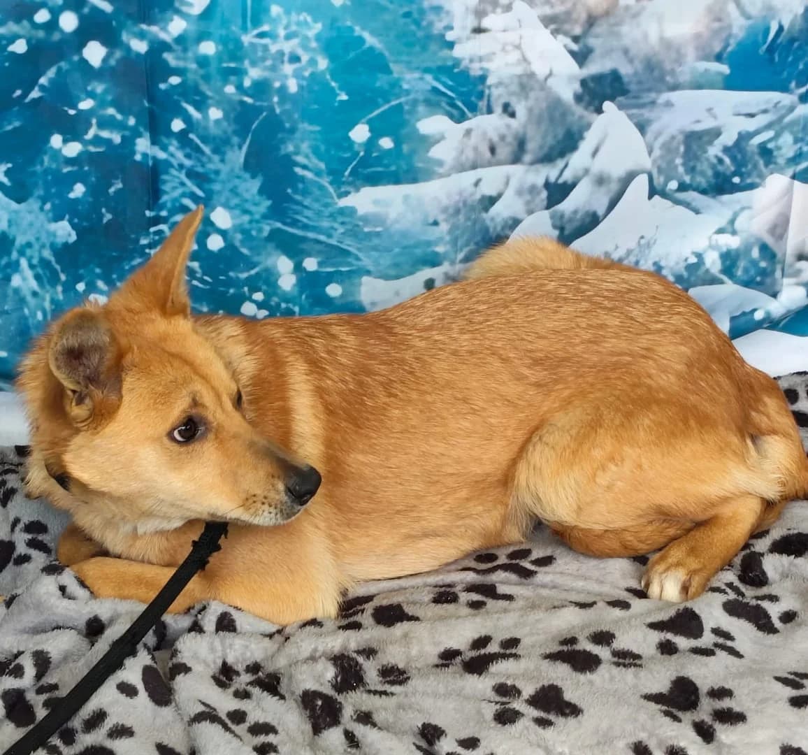 Diva, Roșcat female puppy Mixed Breed for adoption at ASPA București — Catalog Câini
