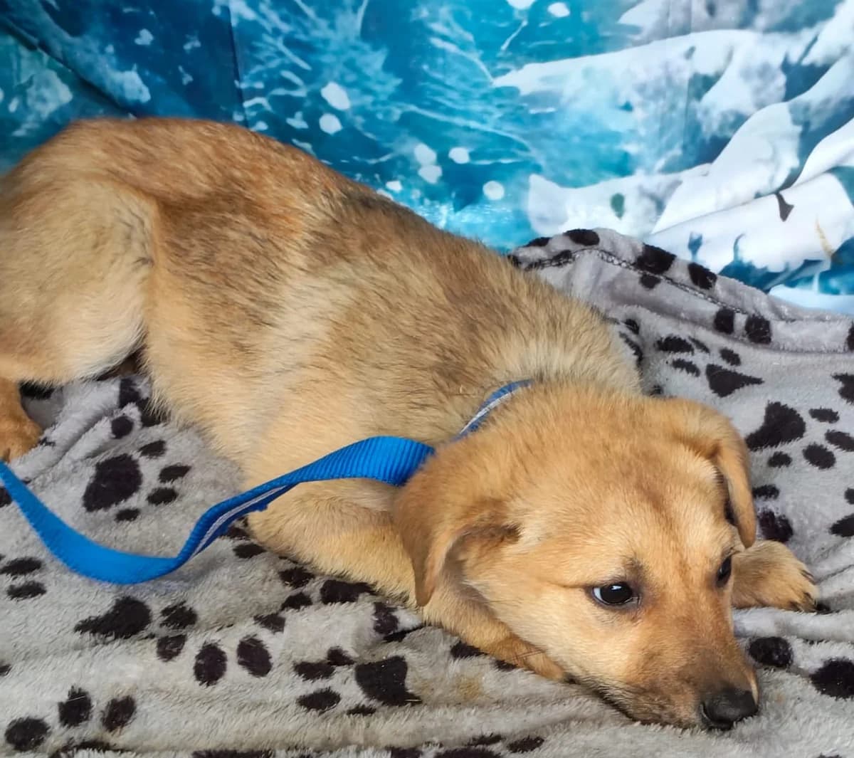Gracie, Bej female puppy Mixed Breed for adoption at ASPA București — Catalog Câini