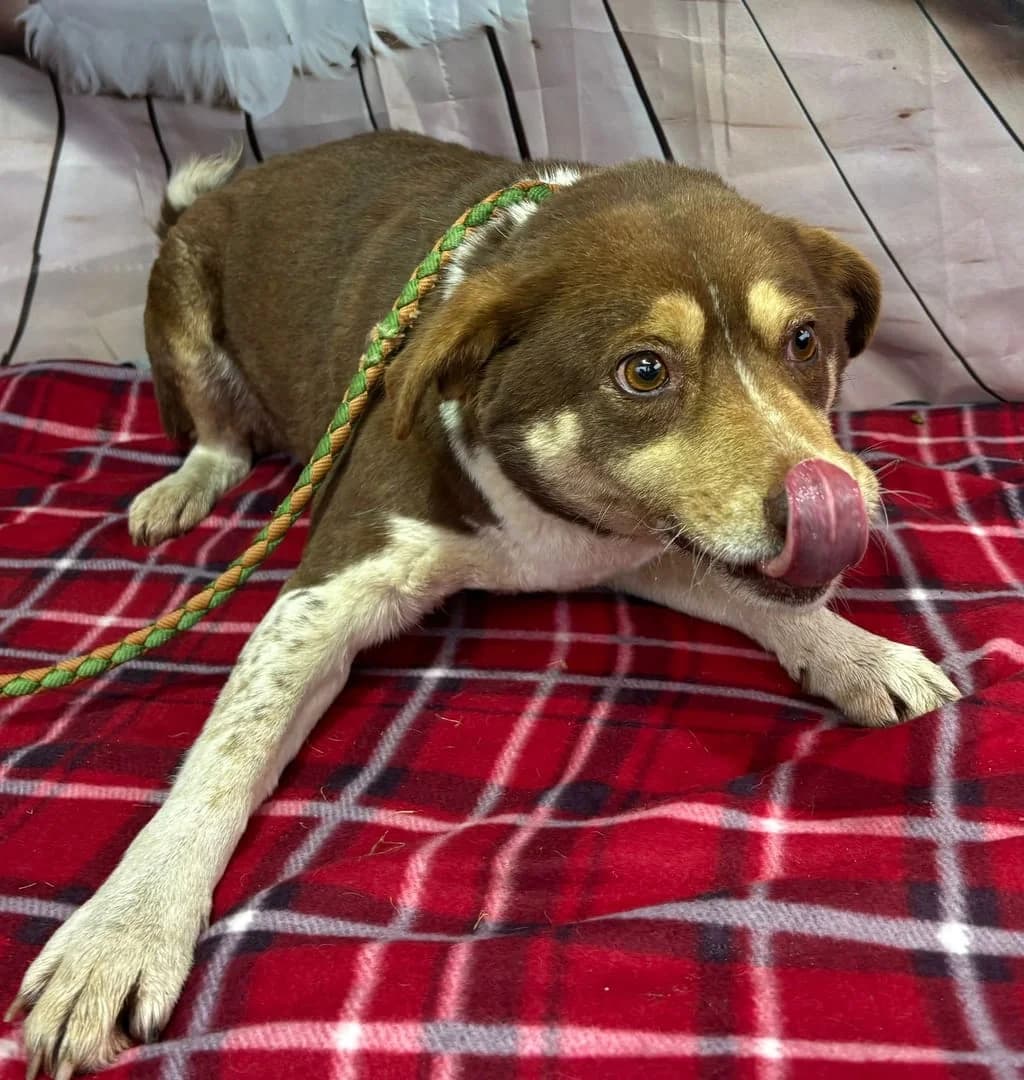 Bella, Alb female 3yo Mixed Breed for adoption at ASPA București — Catalog Câini