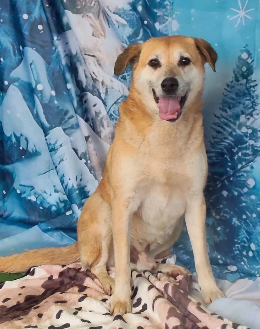 Chief, Maro male 3yo Mixed Breed for adoption at ASPA București — Catalog Câini