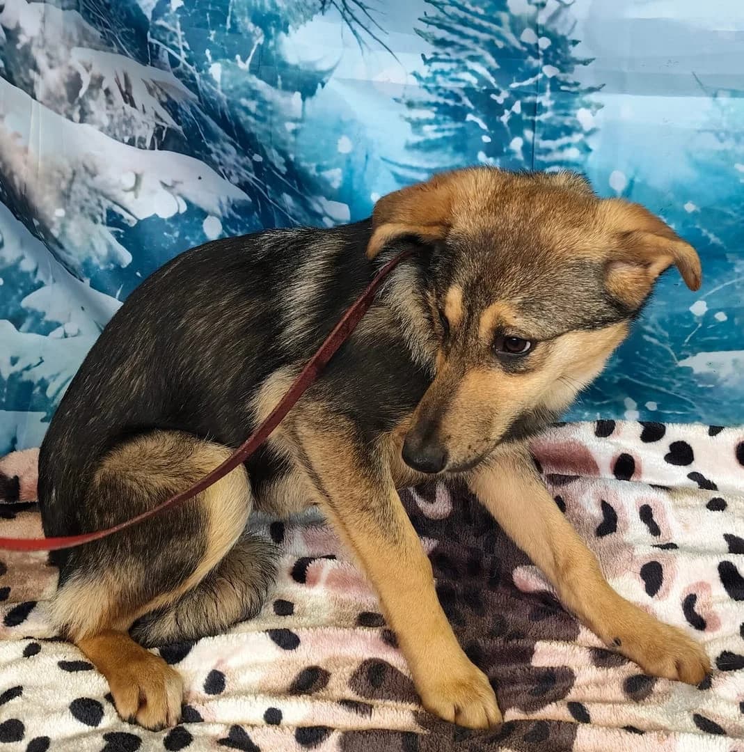 Felix, Negru female puppy Mixed Breed for adoption at ASPA București — Catalog Câini
