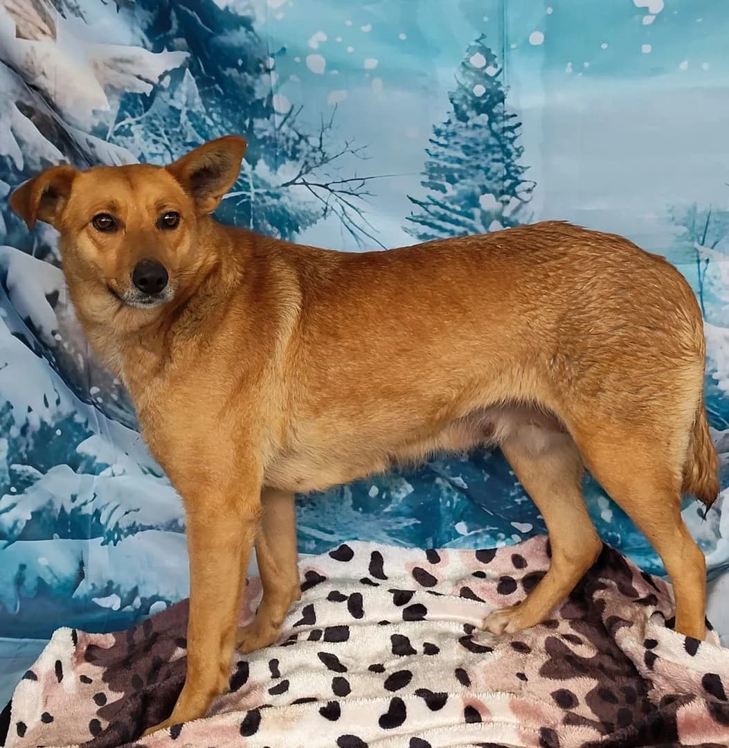 Ellie, Roșcat female 3yo Mixed Breed for adoption at ASPA București — Catalog Câini