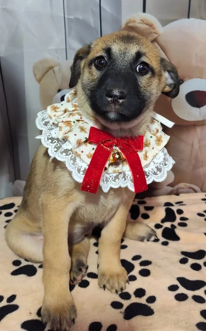 Athena, Bej female puppy Mixed Breed for adoption at ASPA București — Catalog Câini