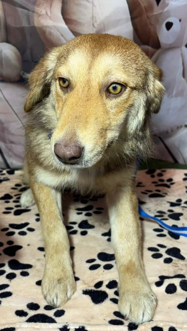 Jade, Roșcat female young Mixed Breed for adoption at ASPA București — Catalog Câini
