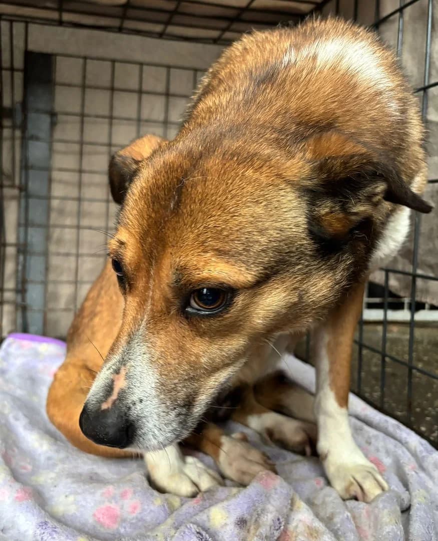 Stella, Roșcat female 3yo Mixed Breed for adoption at ASPA București — Catalog Câini