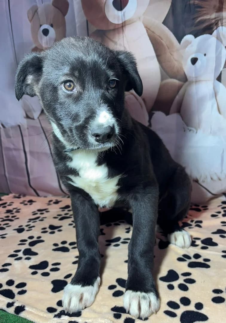 Sophie, Negru female puppy Mixed Breed for adoption at ASPA București — Catalog Câini