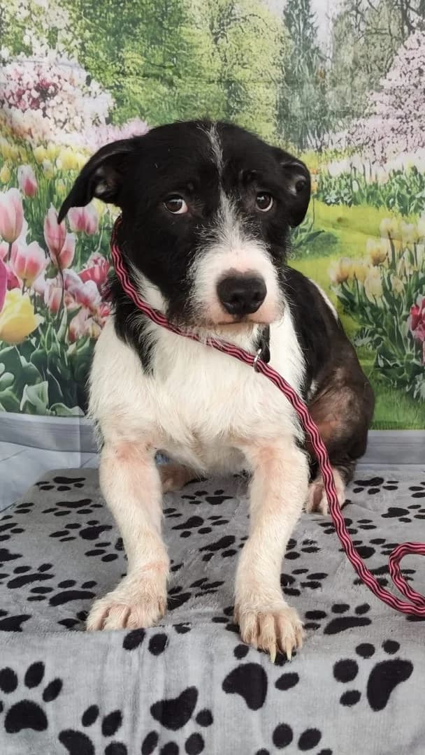 Max, Negru male young Mixed Breed for adoption at ASPA București — Catalog Câini