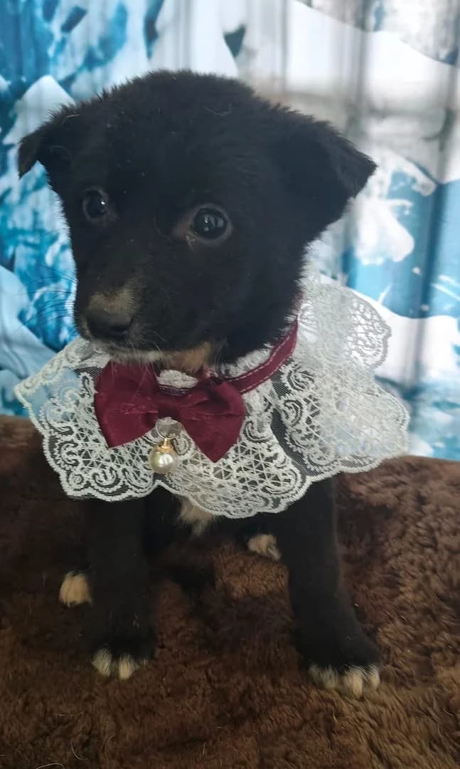 Grace, Negru female puppy Mixed Breed for adoption at ASPA București — Catalog Câini