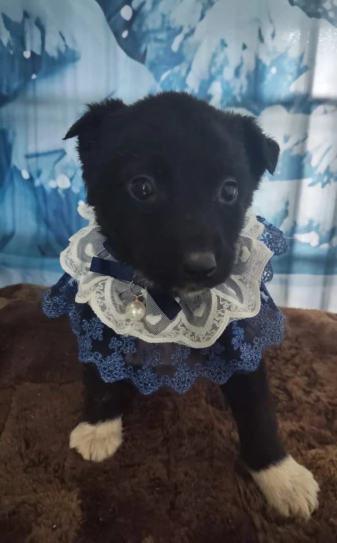 Maya, Negru female puppy Mixed Breed for adoption at ASPA București — Catalog Câini