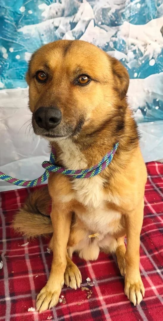 Bandit, Roșcat male 3yo Mixed Breed for adoption at ASPA București — Catalog Câini