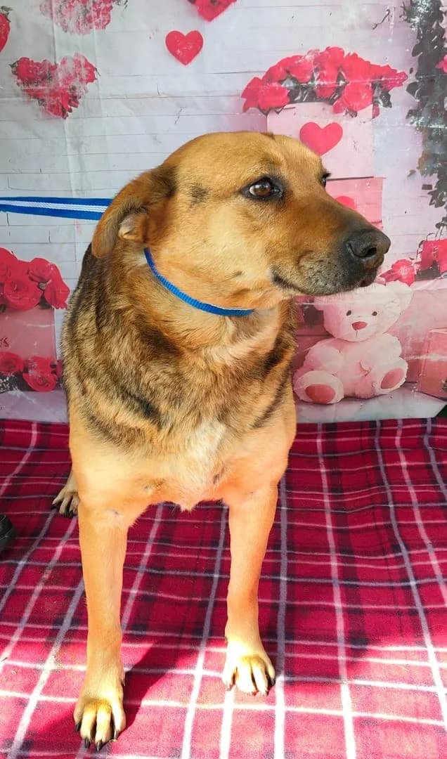 Luna, Maro female 3yo Mixed Breed for adoption at ASPA București — Catalog Câini