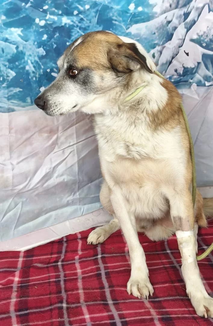Raven, Roșcat male 3yo Mixed Breed for adoption at ASPA București — Catalog Câini