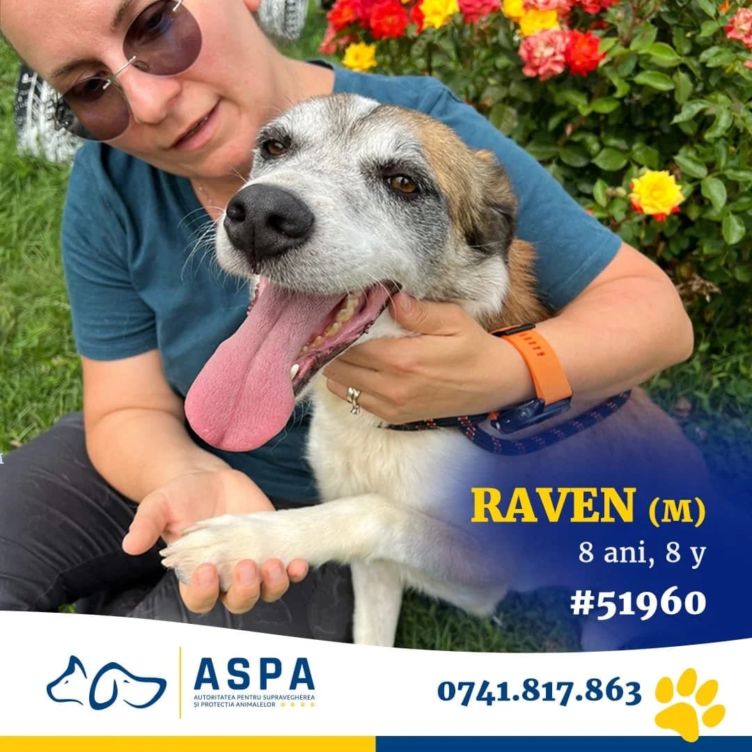 Raven, Roșcat male 6yo Mixed Breed for adoption at ASPA București — Catalog Câini