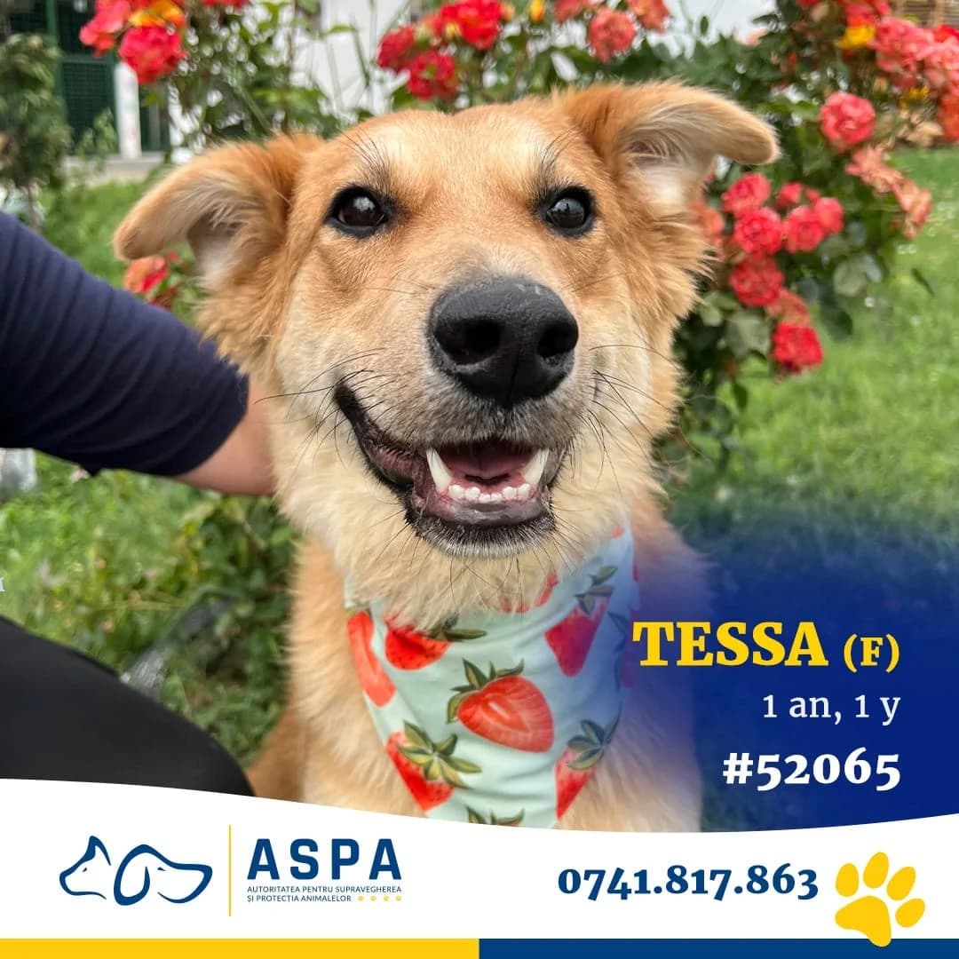 Tessa, Roșcat female 3yo Mixed Breed for adoption at ASPA București — Catalog Câini