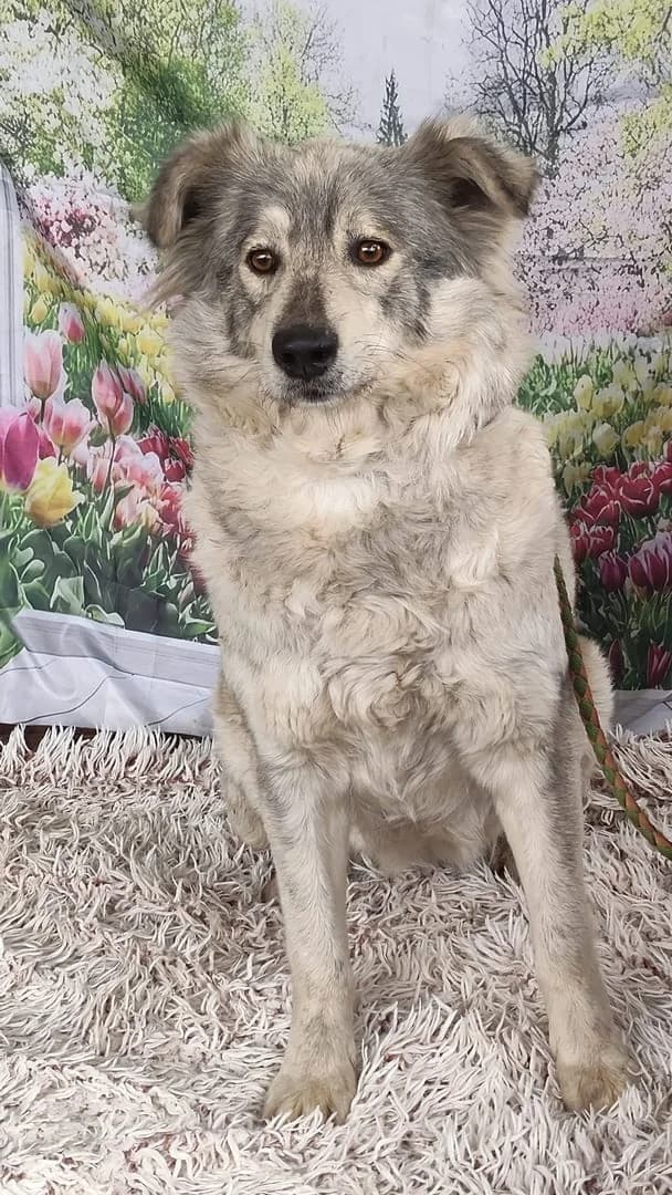 Zoey, Gri female young Mixed Breed for adoption at ASPA București — Catalog Câini