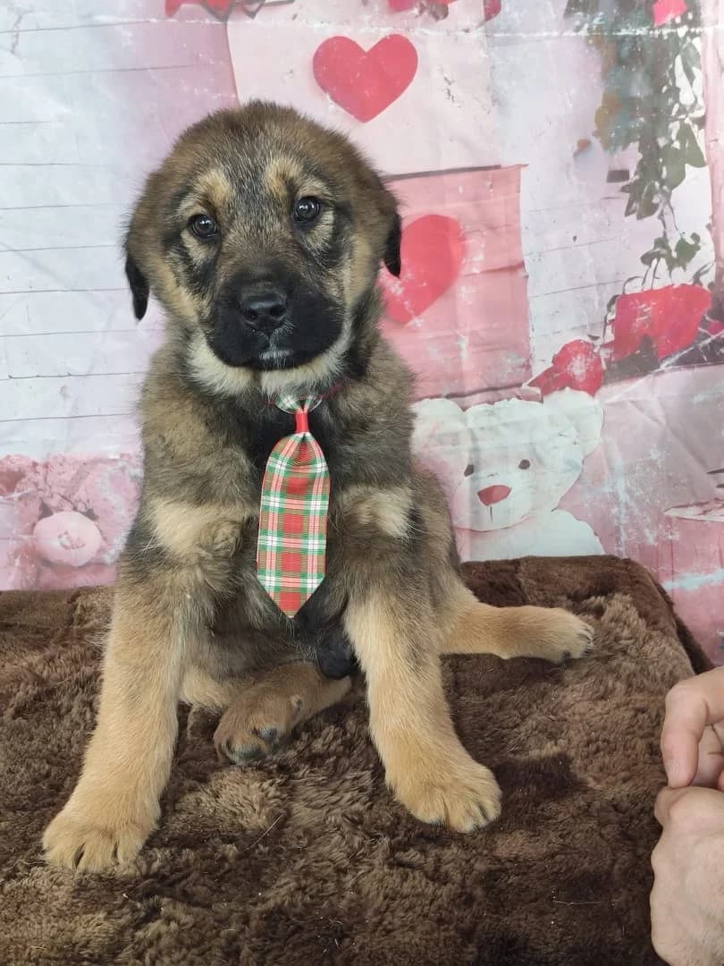 Diego, Maro male Mixed Breed for adoption at ASPA București — Catalog Câini