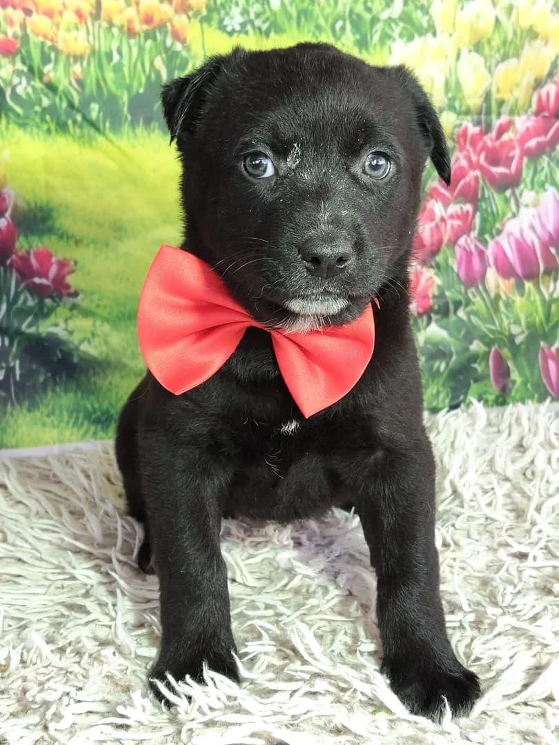 Zara, Negru female Mixed Breed for adoption at ASPA București — Catalog Câini