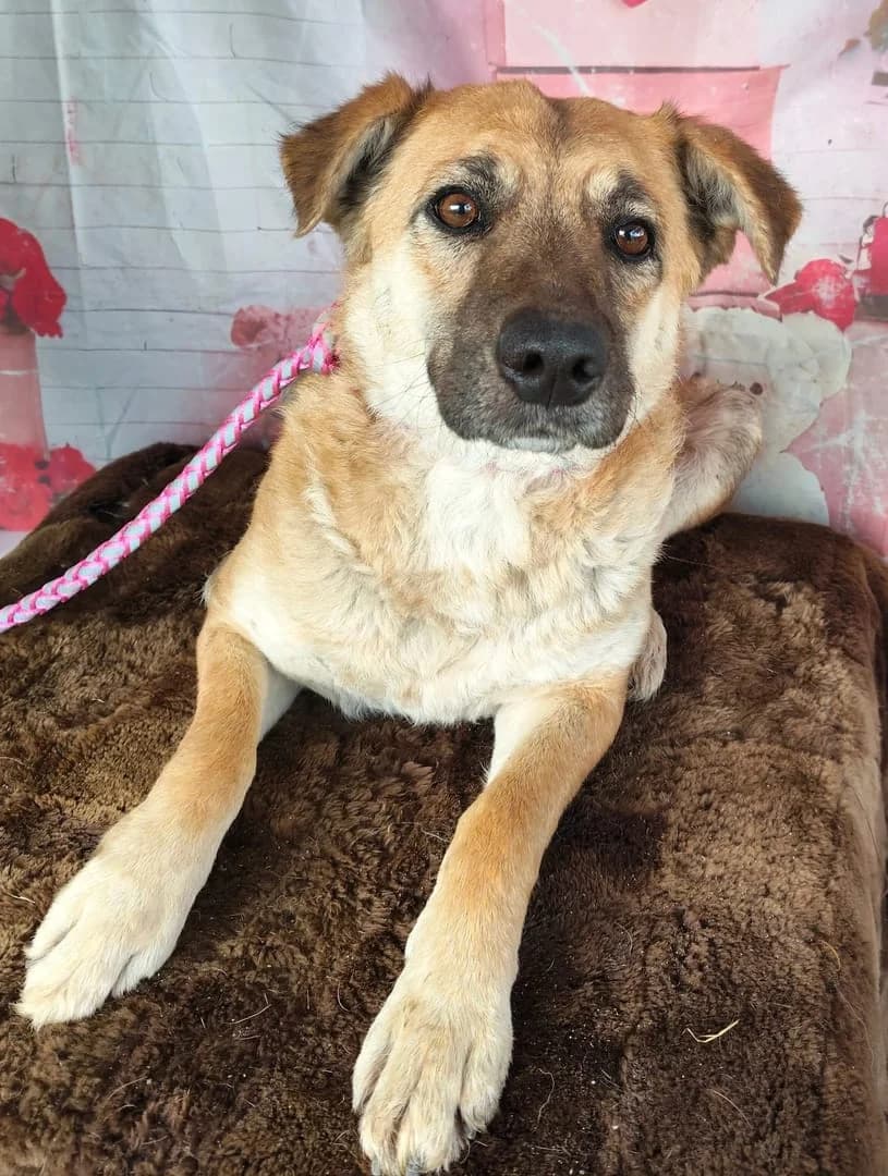 Lilly, Roșcat female Mixed Breed for adoption at ASPA București — Catalog Câini