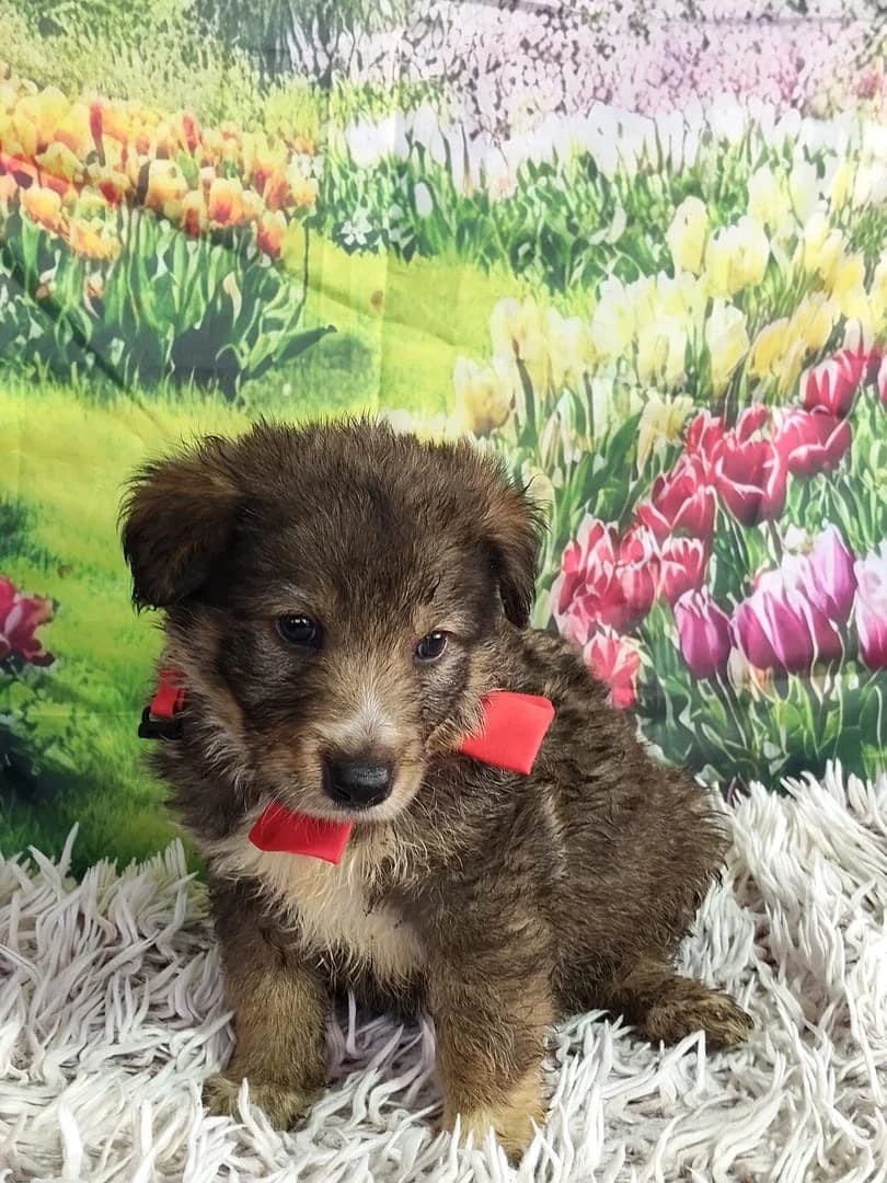 Stella, Negru female puppy Mixed Breed for adoption at ASPA București — Catalog Câini