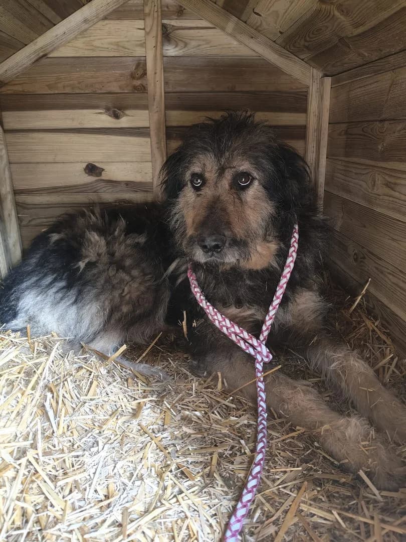 Stella, Negru female Mixed Breed for adoption at ASPA București — Catalog Câini