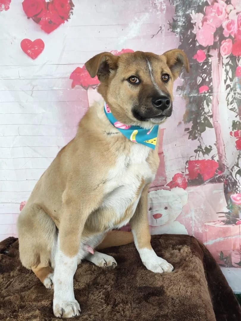 Rebel, Roșcat male Mixed Breed for adoption at ASPA București — Catalog Câini