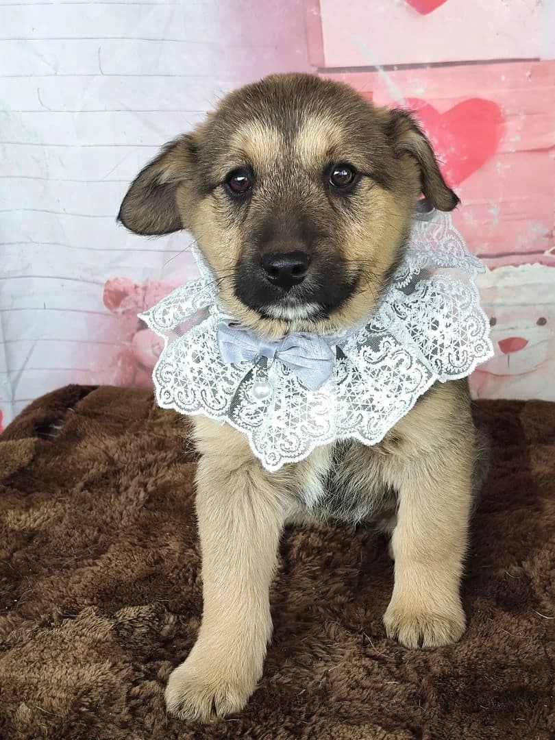 Zoey, Negru female Mixed Breed for adoption at ASPA București — Catalog Câini