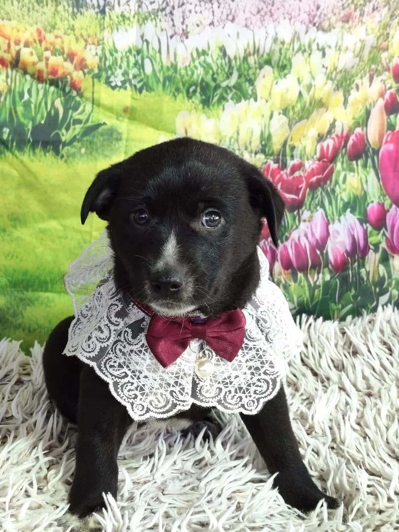 Buddy, Negru female Mixed Breed for adoption at ASPA București — Catalog Câini