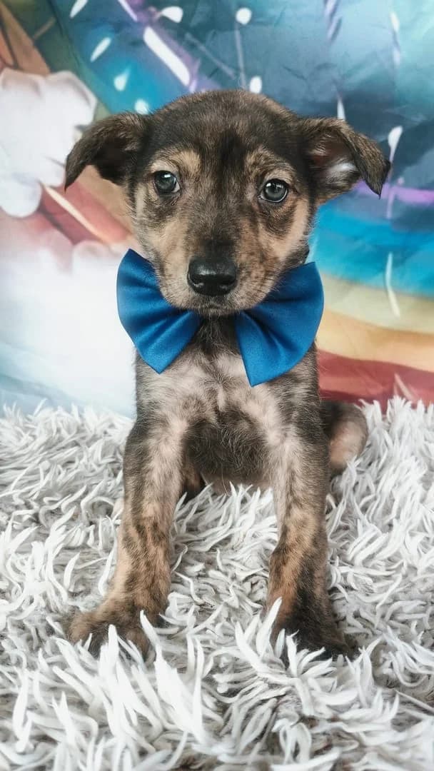 Pepper, Negru male Mixed Breed for adoption at ASPA București — Catalog Câini