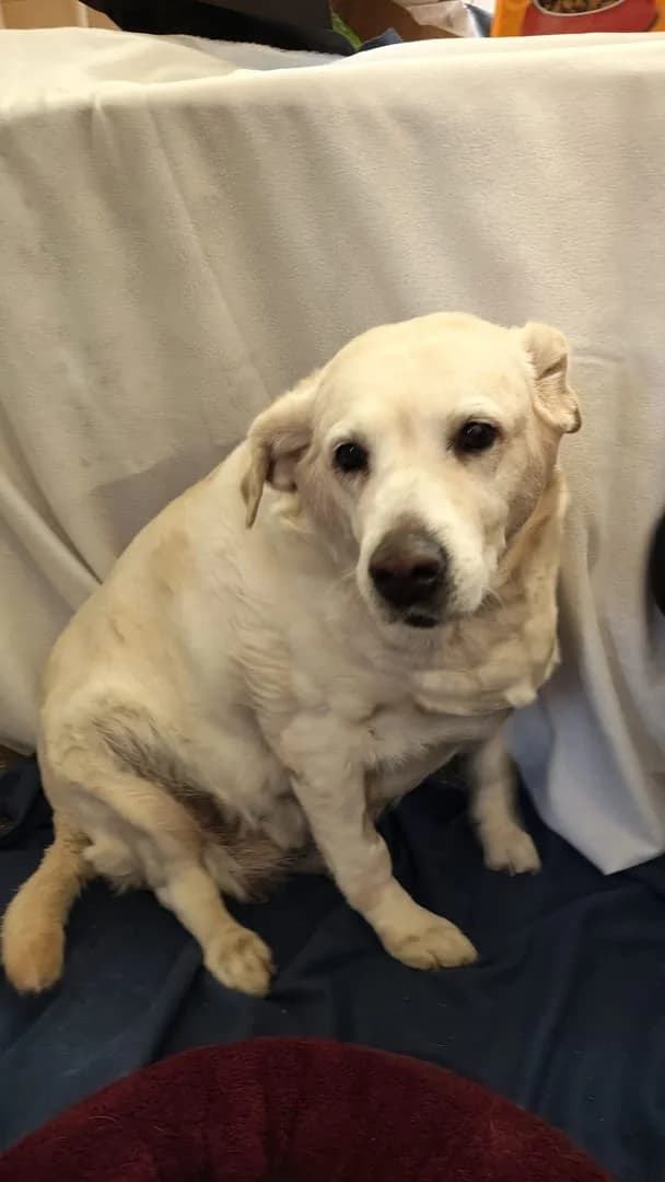 Maya, Bej female young Mixed Breed for adoption at ASPA București — Catalog Câini