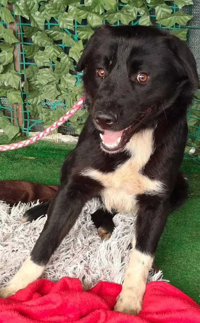 Scout, NEGR male young Mixed Breed for adoption at ASPA București — Catalog Câini