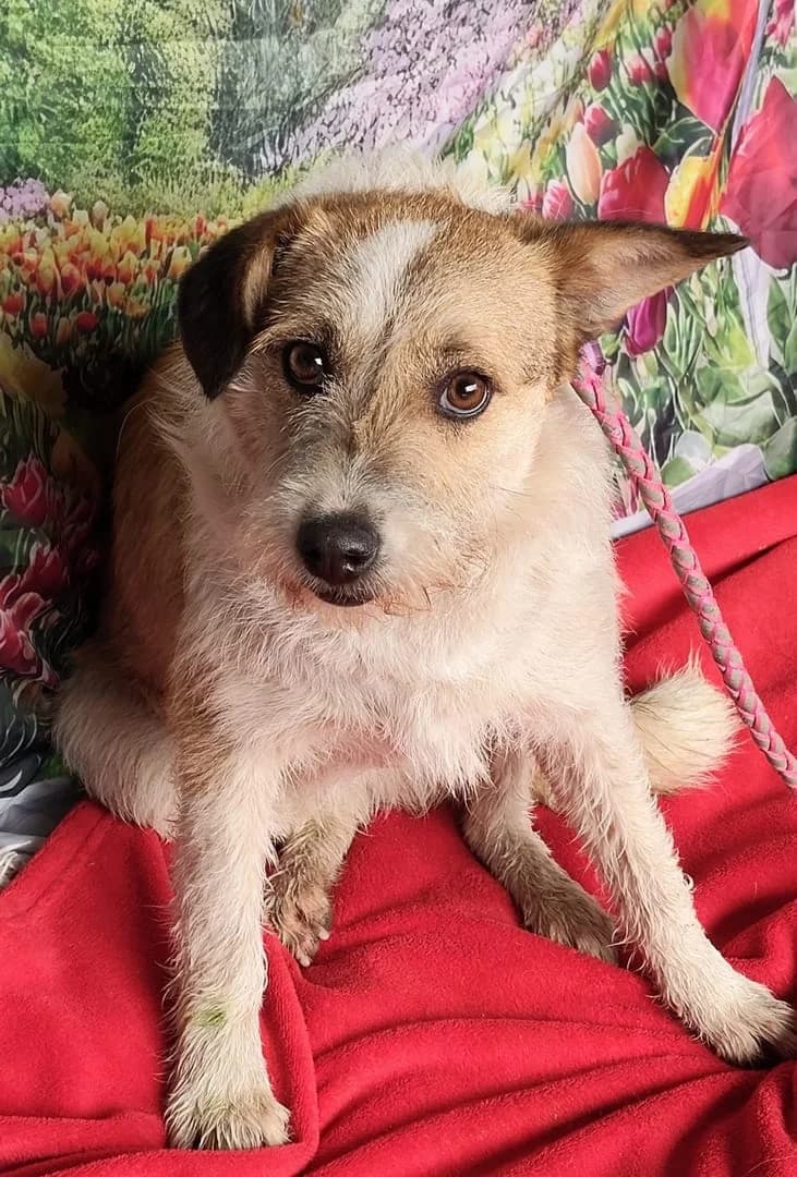 Zara, Alb female young Mixed Breed for adoption at ASPA București — Catalog Câini