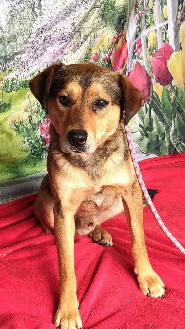 Buddy, Roșcat male young Mixed Breed for adoption at ASPA București — Catalog Câini