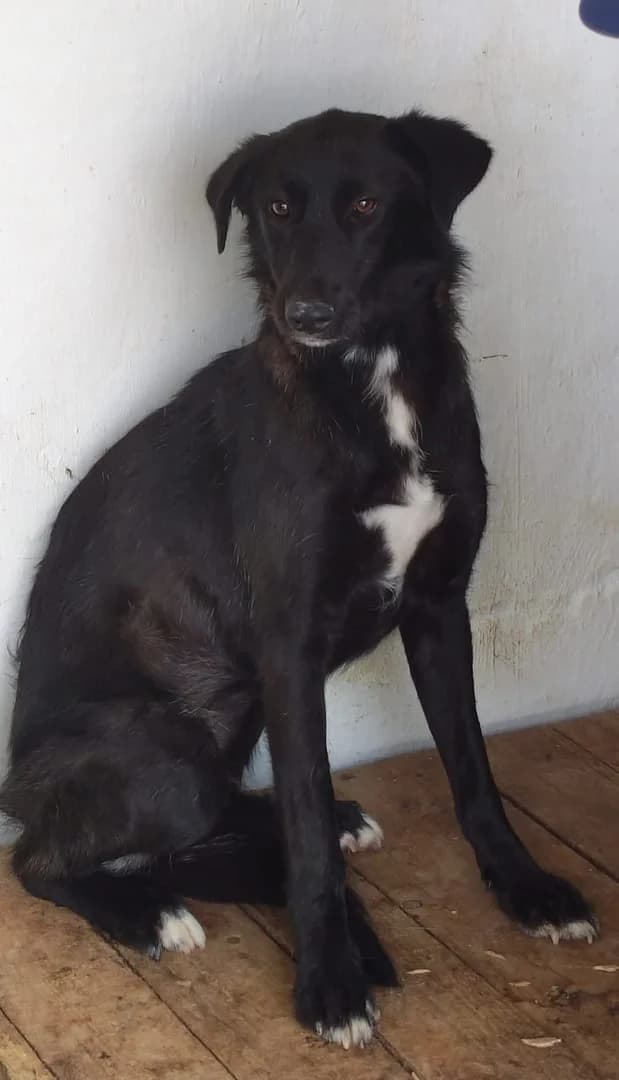 Zoe, Negru female 3yo Mixed Breed for adoption at ASPA București — Catalog Câini