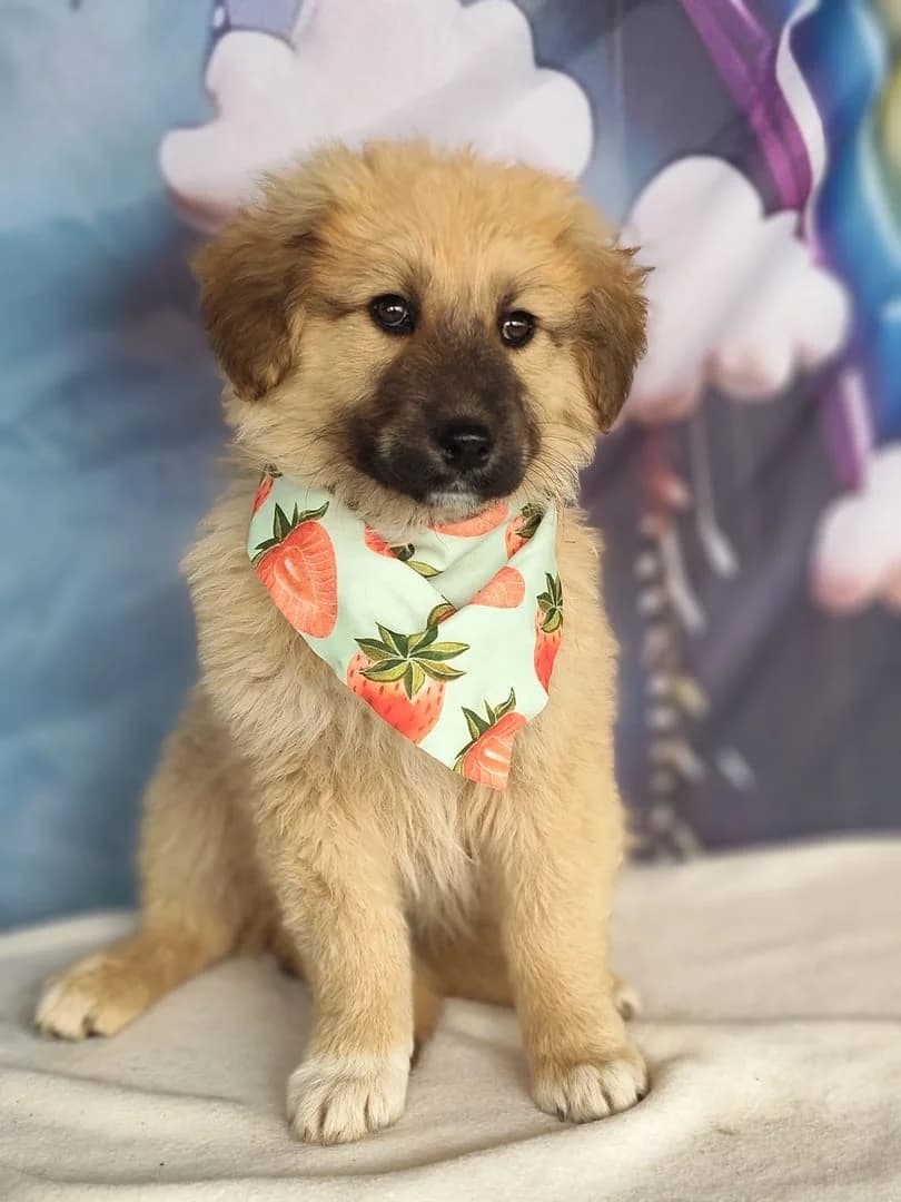 Chloe, Bej female puppy Mixed Breed for adoption at ASPA București — Catalog Câini